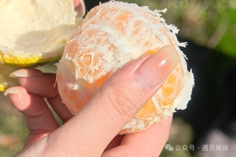 很多人愛吃的洋里苦橘，原來是這樣引進(jìn)的……
