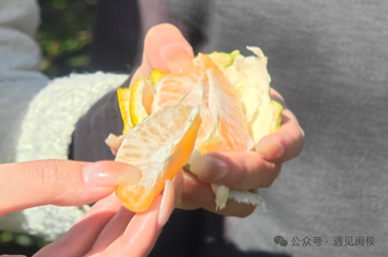 很多人愛吃的洋里苦橘，原來是這樣引進(jìn)的……